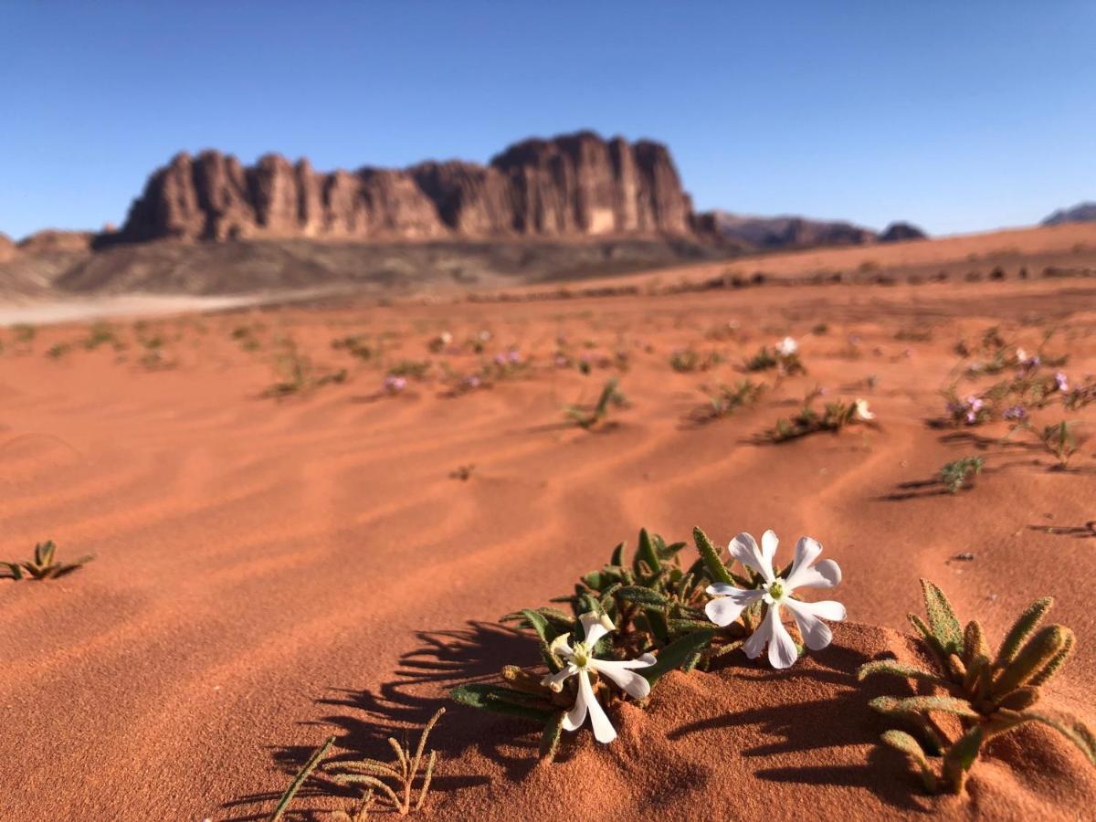 Salem Camp Hotell Wadi Rum Eksteriør bilde