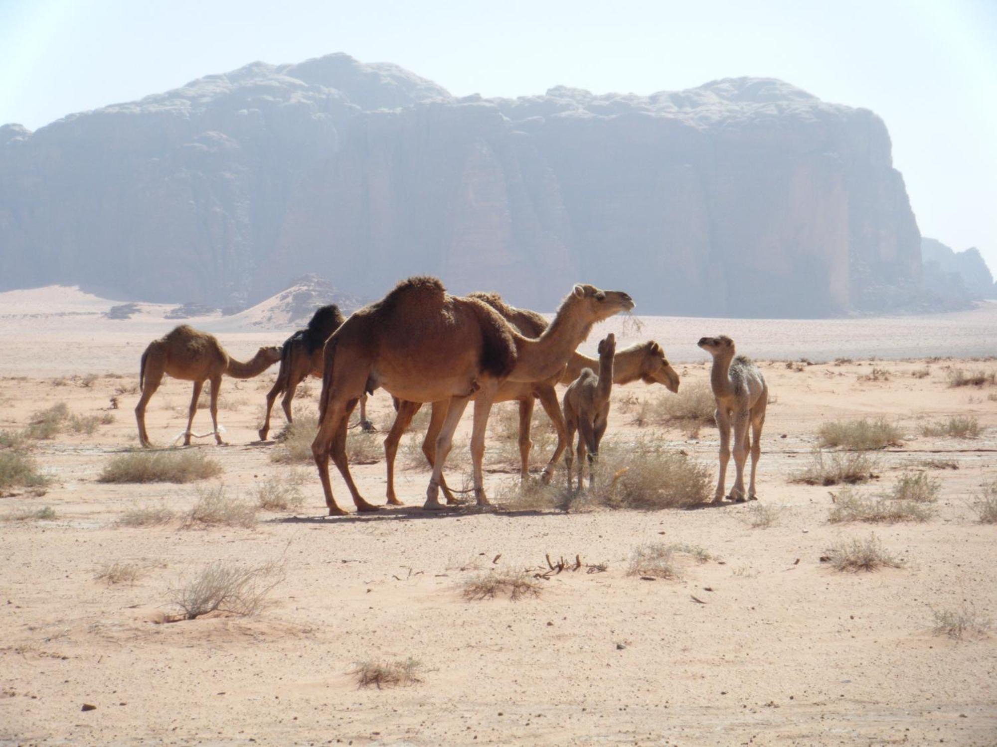 Salem Camp Hotell Wadi Rum Eksteriør bilde